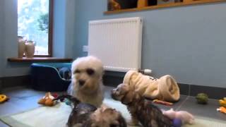 Dandie Dinmont Terrier puppies at 7 weeks [upl. by Ailicec699]