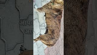 हम बेजुबान अपने दर्द तकलीफें कैसे बताएं streetdog animalshorts kutch bhuj riona shorts [upl. by Annig]