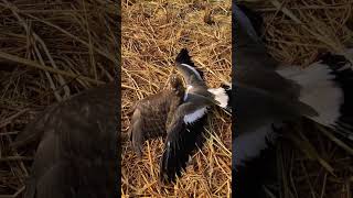 Super hunting with shikra and red wattled lapwing eagle sparrowhawk [upl. by Gordie]