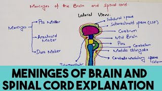 Meninges Of Brain And Spinal Cord Explanation in easy way  Neuroanatomy [upl. by Fitts]