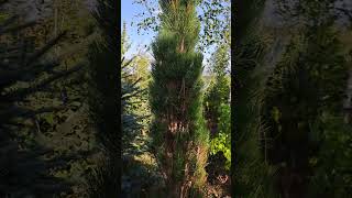 Pinus nigra Green Tower [upl. by Kristal]