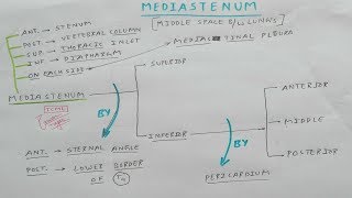 Mediastinum  Part 1  Superior and Inferior Mediastinum  Thorax Anatomy [upl. by Haduj]