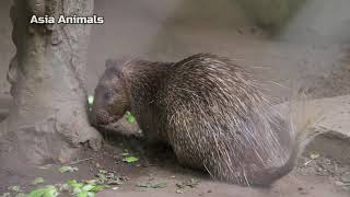 Teddy Bear the Porcupine Asian brushtailed porcupine Asia Animals [upl. by Bonnette386]