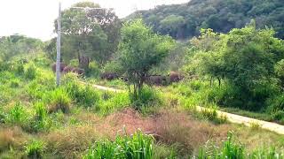 Habarana Eco Safari A Journey into Sri Lankas Untamed Wilderness srilankanelephant elephant [upl. by Blader]