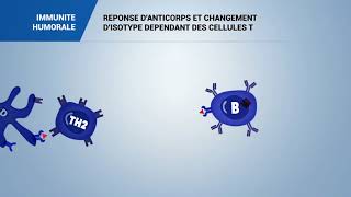 REPONSE DANTICORPS ET CHAANGEMENT DISOTYPE DEPENDANT DES CELLULES T [upl. by Corrinne]