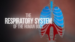 Respiratory System of the Human Body  How the Lungs Work Animation [upl. by Balthazar]