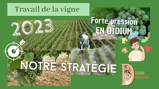 Les maladies de la vigne 2023  lattaque de loïdium  évité la destruction de la récolte [upl. by Pettit750]