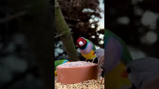 Light lilac breasted male gouldian finch feeding on pick stone from verselelaga and nutribird [upl. by Selene]