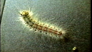 Gypsy Moth Caterpillars [upl. by Sladen]