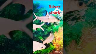 Silver shark shorts [upl. by Iluj]