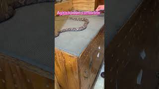 Copperhead venom extraction Agkistrodon contortrix venomous reptile snake [upl. by Annat]