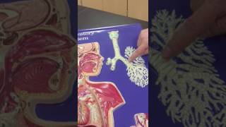 Respiratory Structures on Hubbard Model [upl. by Cynera646]