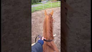 Cool Down 😎 horse equitation equestrian horserider horseriding showjumping [upl. by Ecneps]