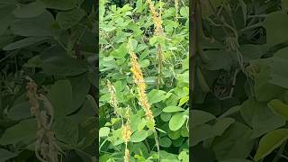 Crotalaria pallidaLục lạc ba lá tròn [upl. by Arrac]