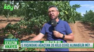 5 Yaş Ceviz Ağacından 20 Kilo Meyve Alınabilir mi [upl. by Nadler551]