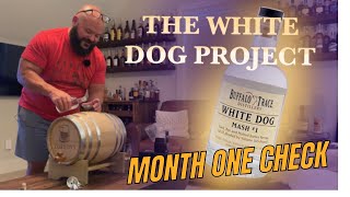 The White Dog Project One Month Check [upl. by Ainsley]