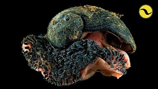 The Insane Biology Of The Volcano Snail [upl. by Ruffi428]