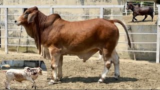 Powerful Pintado ➤ Black ➤ Red Brahman Bulls Running on The Ranch  Brahman Farming 2024 [upl. by Acima]