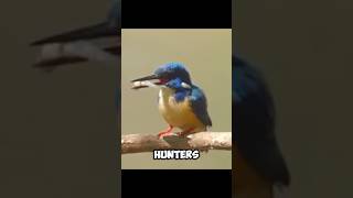 An EXCELLENT HUNTER  Kingfisher 🤓 [upl. by Otsirc]