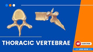 Thoracic Vertebrae  Osteology bones anatomy education mbbs neet World of Anatomy [upl. by Ahsiel]