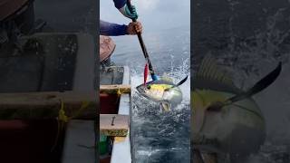 Hooked on yellowfin tuna Exploring Tanzania’s best fishing charters [upl. by Longerich849]