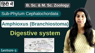 Amphioxus Branchiostoma  Digestive system  In Hindi  B Sc amp M Sc  Zoology [upl. by Eolc257]