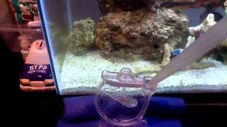 How to test salinity in a saltwater aquarium [upl. by Frieder763]