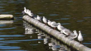 BlackHeaded Gulls in a row [upl. by Ardnua]