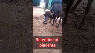 ROP retention of placenta cow baffalo farming dairyindustry dairyfarm goatfarm love beach [upl. by Eugatnom]