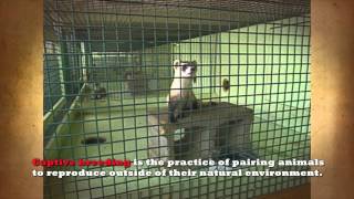 BlackFooted Ferrets Captive Breeding [upl. by Mcknight837]