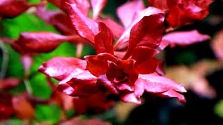 Aquarium Plants LUDWIGIA PALUSTRIS [upl. by Aniretac]