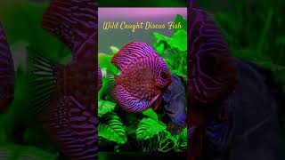 MMA Shorts  Discus Fish  Discuss Fish discus discusfish discuss discussfish discusfishtank [upl. by Eceinej]