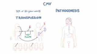 CMV Virology  Epidemiology and Pathophysiology [upl. by Alejna87]