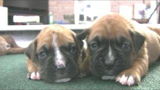 Boxer Puppies Start To Walk in HD [upl. by Ednutey]