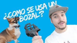 ¿Como se usa el bozal [upl. by Maitilde]