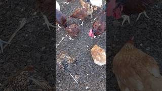 Facts about Molting For Chickens [upl. by Geraint472]