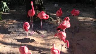 ZooTampa Caribbean Flamingos [upl. by Irish435]