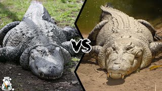 ALLIGATOR VS CROCODILE  Which is More Powerful [upl. by Maighdlin649]