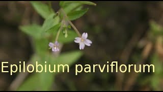 Epilobium parviflorum [upl. by Aisac949]