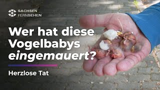 VOGELBABYS QUALVOLL in Hauswand EINGEMAUERT I Sachsen Fernsehen [upl. by Gant]