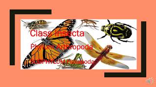 Class Insecta  Subphylum Hexapoda Phylum Arthropoda P4phylum [upl. by Ader]