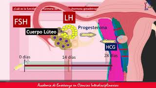 Función de la hormona gonadotropina coriónica humana [upl. by Tiff]