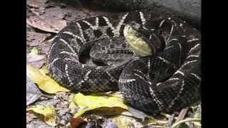 Bothrops asper  terciopelo o barba amarilla [upl. by Ymaj]