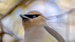 Cedar Waxwings and Robin [upl. by Aneelak]