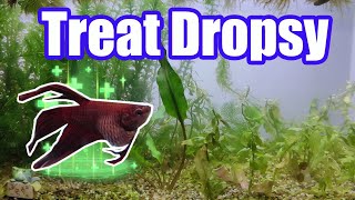 Treating Betta Fish Dropsy A Complete Scientific Step by Step Guide [upl. by Burchett]