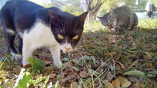 I ❤ CEBU 斉藤和正【0⃣5⃣TUESDAY MARCH quotNEGROS STquotPHILIPPINES 2⃣0⃣2⃣4⃣ 】Cats in the Shade🌲 [upl. by Niroht]