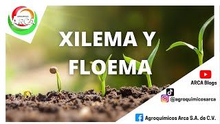 HABLEMOS DE XILEMA Y FLOEMA [upl. by Toor555]