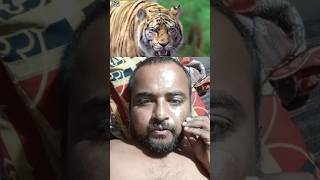 Tiger Attack Bike Riders in Forest  Bangal Tigers  shortsviral trrending [upl. by Llednek]