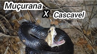 😱🐍Cobra muçurana 🆚 cascavel🐍🐍 registro inédito no canal vídeo 1 [upl. by Lebaron]