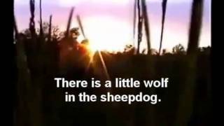 Sheepdogs vs Wolves [upl. by Morey]